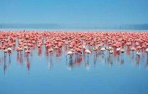 Flocks of flamingo Wall Mural Wallpaper - Canvas Art Rocks - 1
