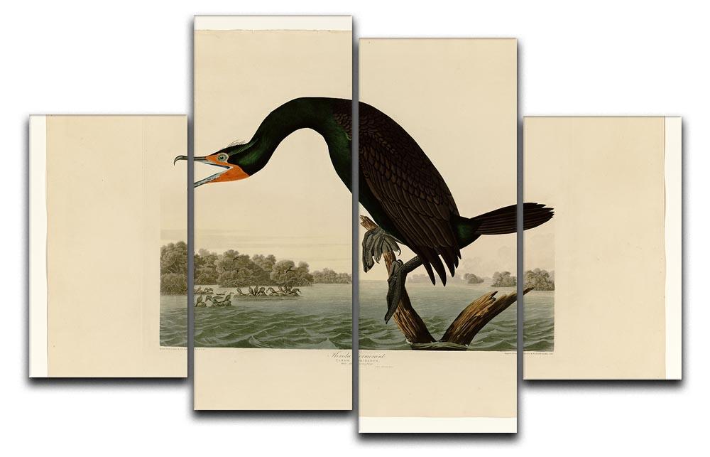 Florida Cormorant by Audubon 4 Split Panel Canvas - Canvas Art Rocks - 1