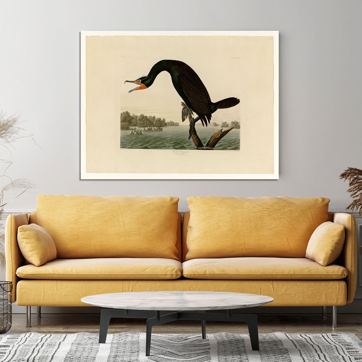 Florida Cormorant by Audubon Canvas Print or Poster