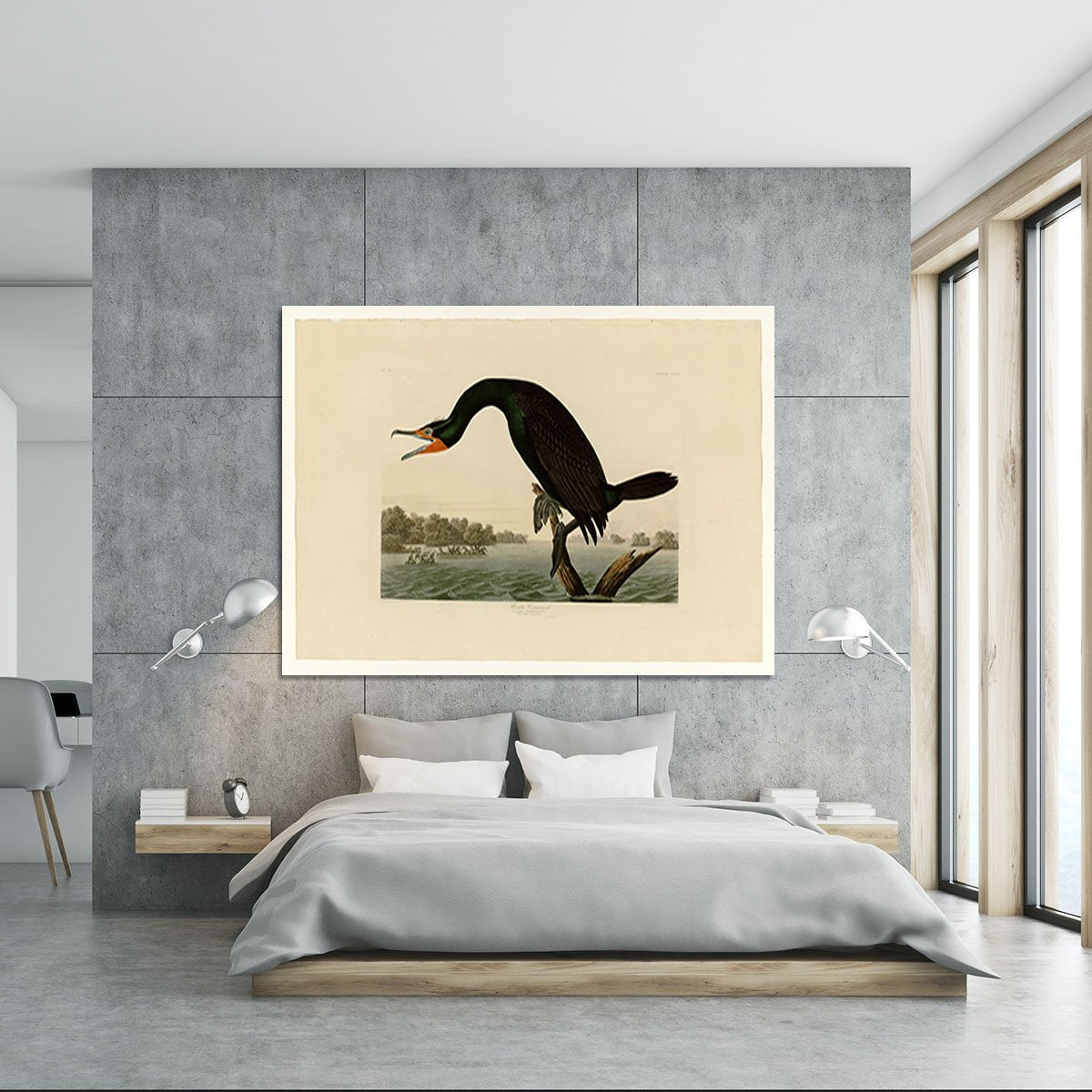 Florida Cormorant by Audubon Canvas Print or Poster