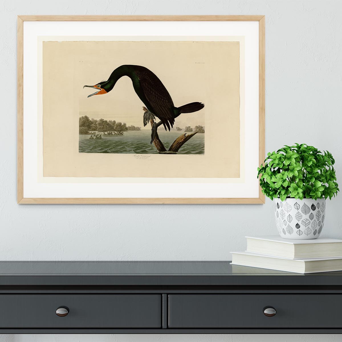 Florida Cormorant by Audubon Framed Print - Canvas Art Rocks - 3