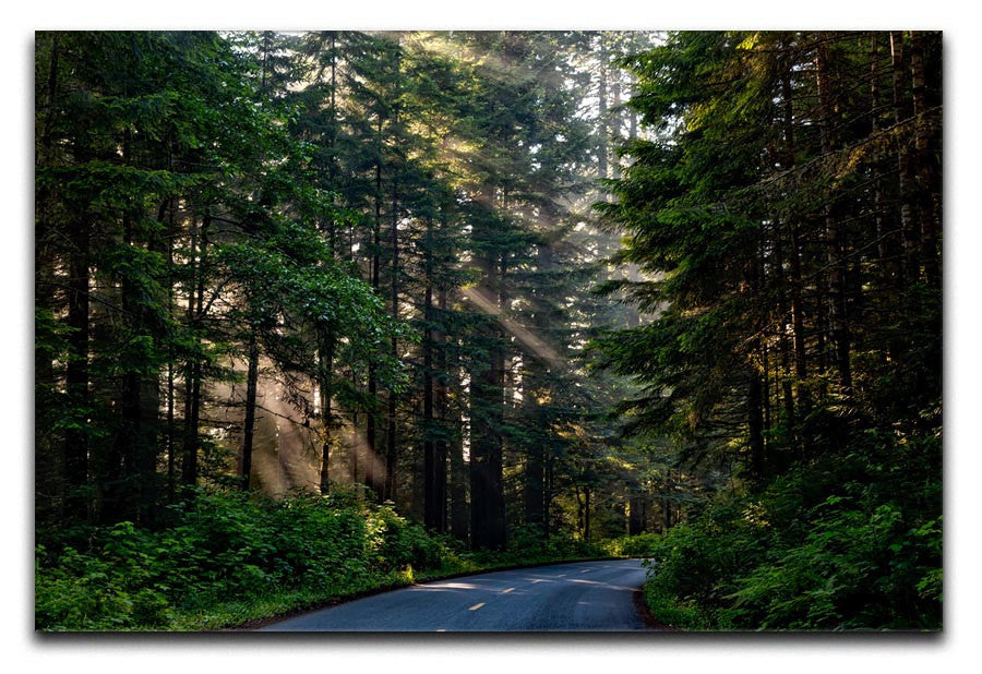 Landscape Forest Print - Canvas Art Rocks - 1