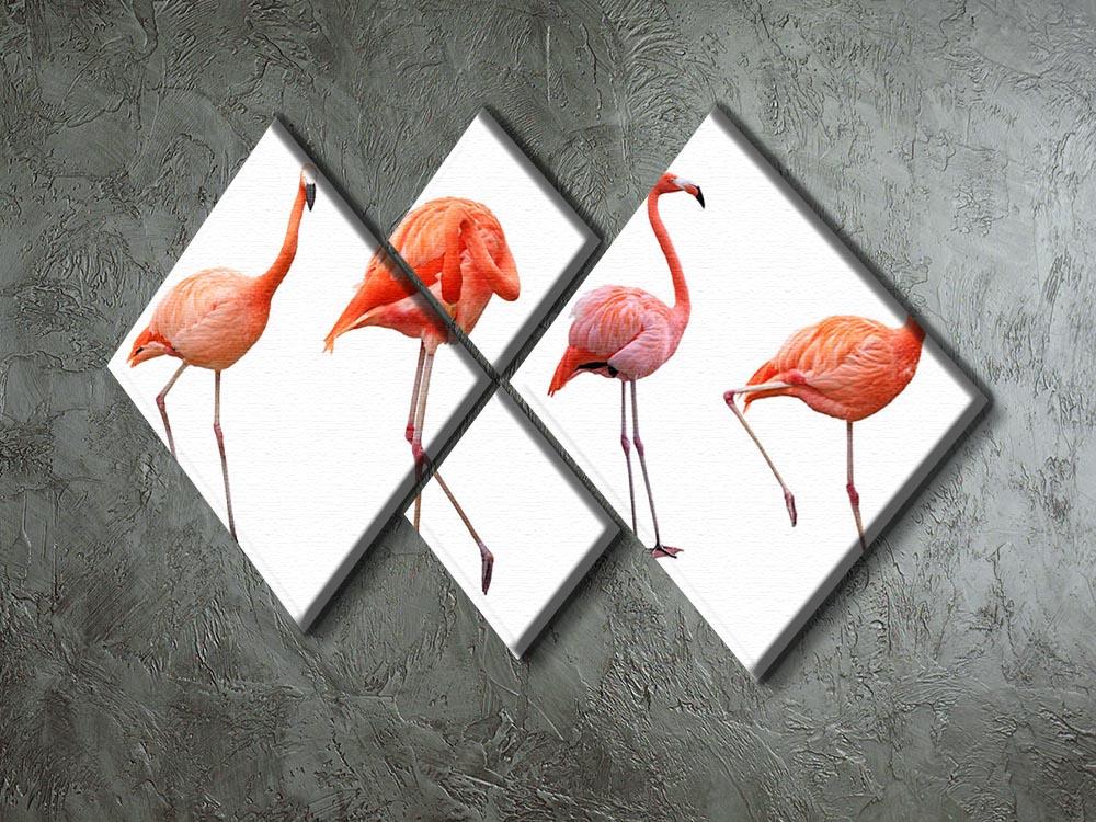 Four pink flamingo birds isolated on white 4 Square Multi Panel Canvas - Canvas Art Rocks - 2
