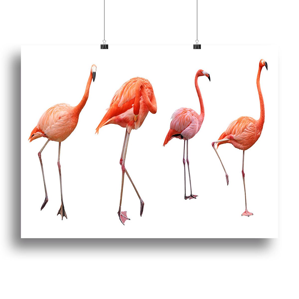 Four pink flamingo birds isolated on white Canvas Print or Poster