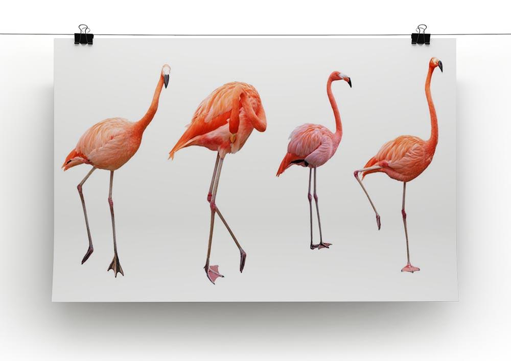 Four pink flamingo birds isolated on white Canvas Print or Poster - Canvas Art Rocks - 2