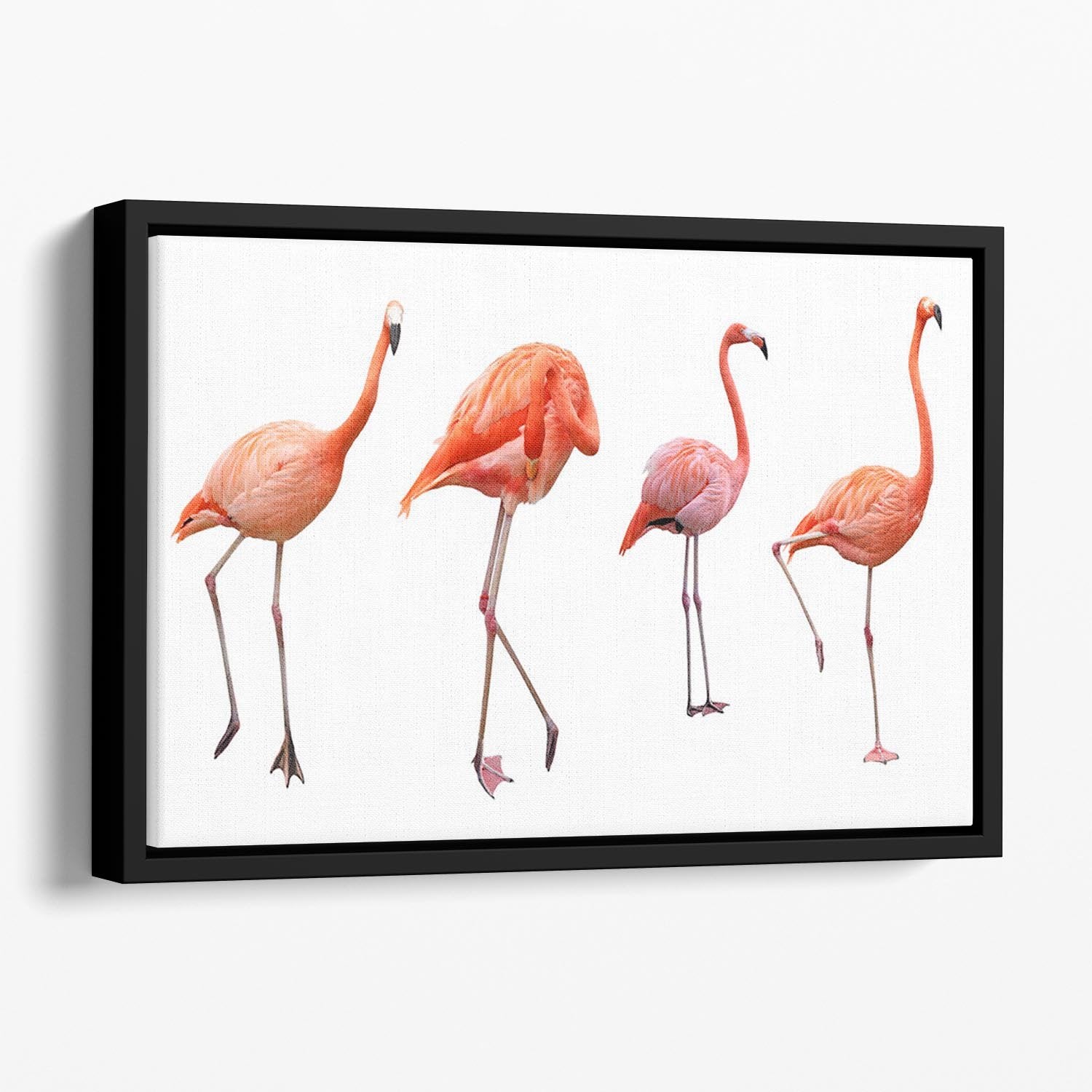 Four pink flamingo birds isolated on white Floating Framed Canvas - Canvas Art Rocks - 1