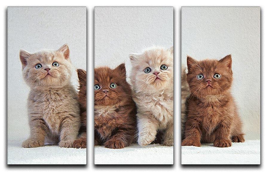 Four various british kittens 3 Split Panel Canvas Print - Canvas Art Rocks - 1