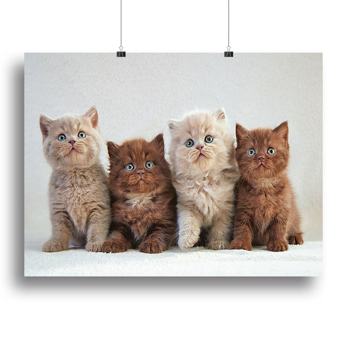 Four various british kittens Canvas Print or Poster
