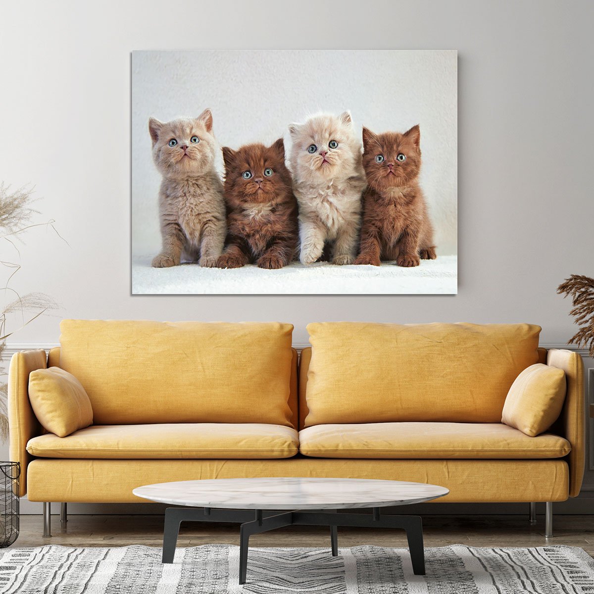 Four various british kittens Canvas Print or Poster
