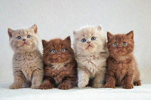 Four various british kittens Wall Mural Wallpaper - Canvas Art Rocks - 1
