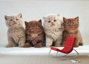 Four various british kittens Wall Mural Wallpaper - Canvas Art Rocks - 2