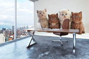 Four various british kittens Wall Mural Wallpaper - Canvas Art Rocks - 3