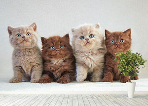 Four various british kittens Wall Mural Wallpaper - Canvas Art Rocks - 4