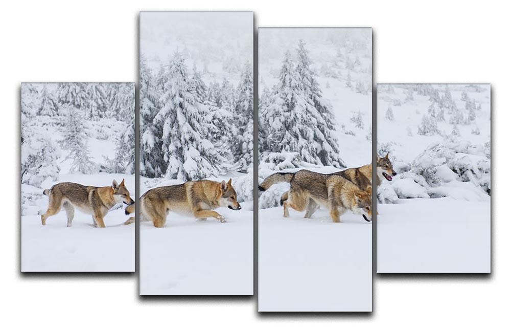 Four wolves in fresh snow in the mountains 4 Split Panel Canvas - Canvas Art Rocks - 1