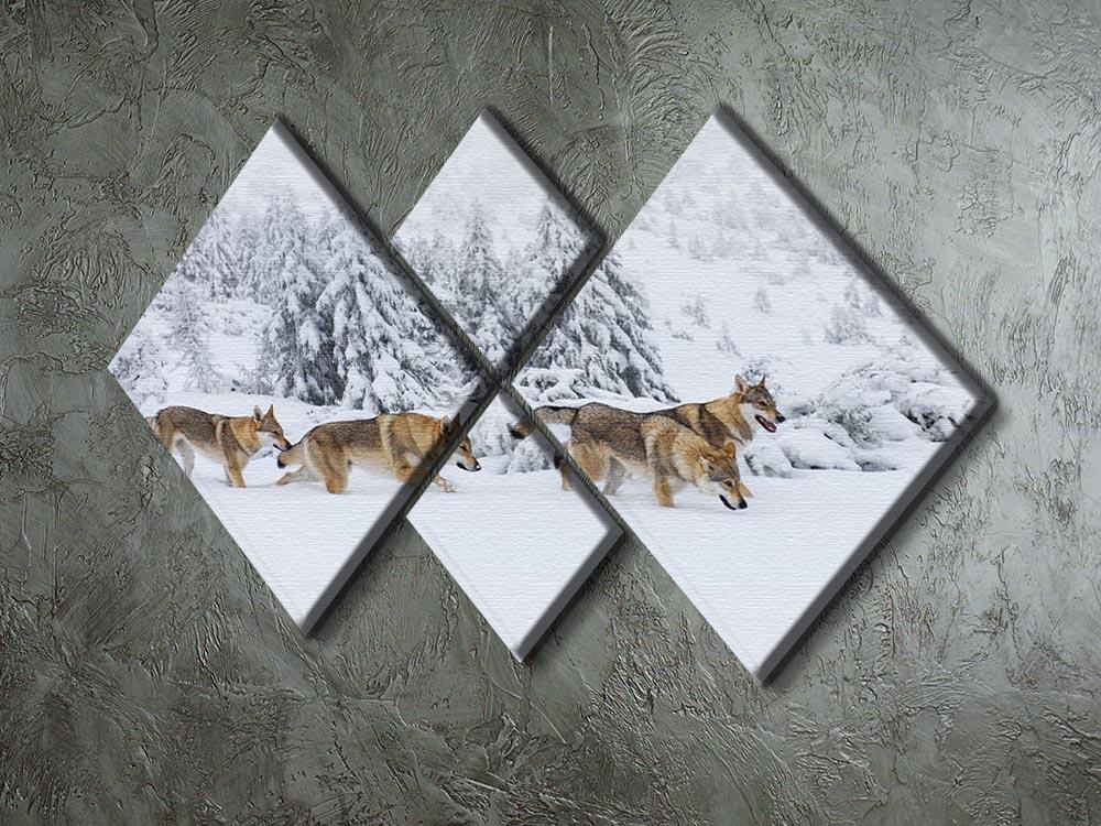 Four wolves in fresh snow in the mountains 4 Square Multi Panel Canvas - Canvas Art Rocks - 2