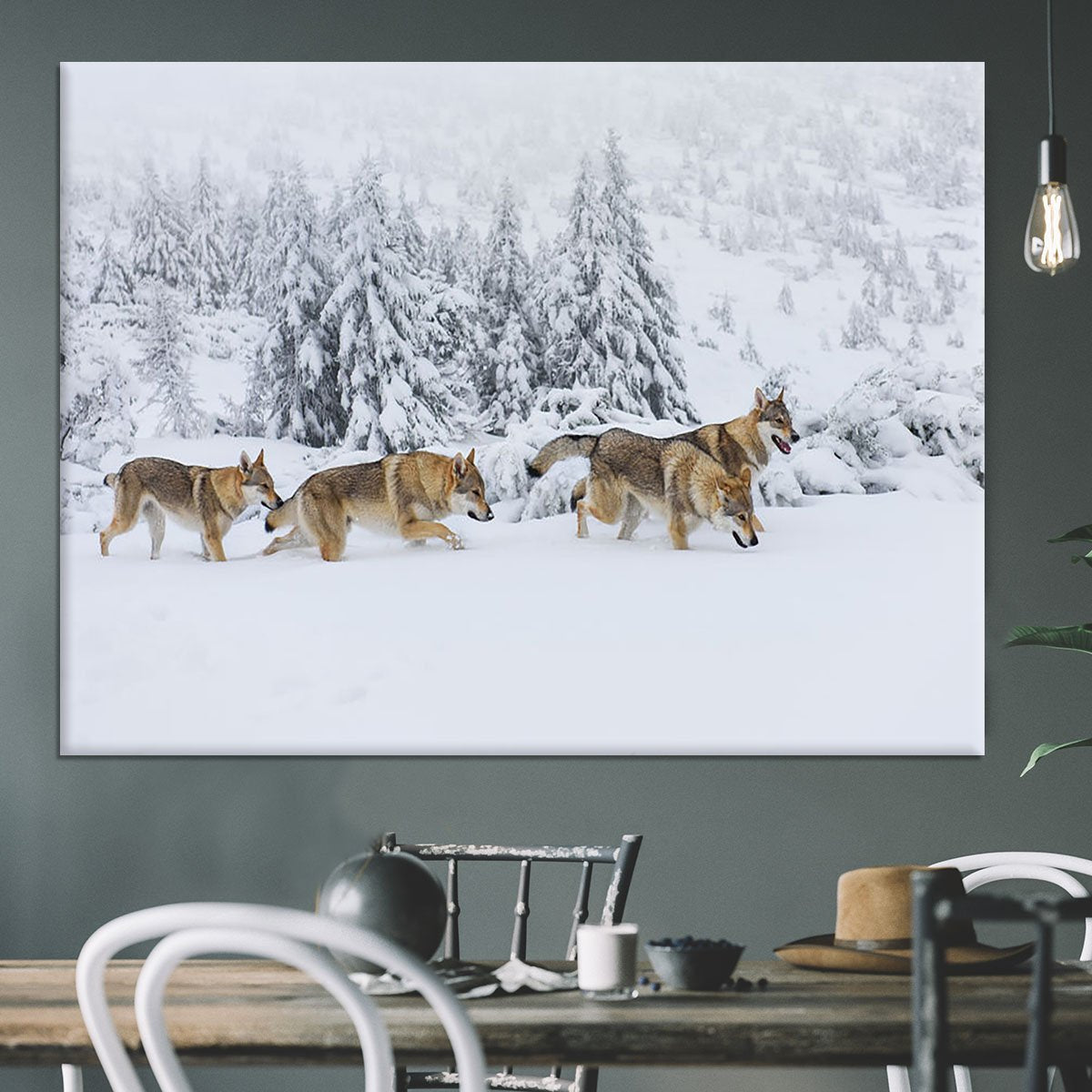 Four wolves in fresh snow in the mountains Canvas Print or Poster