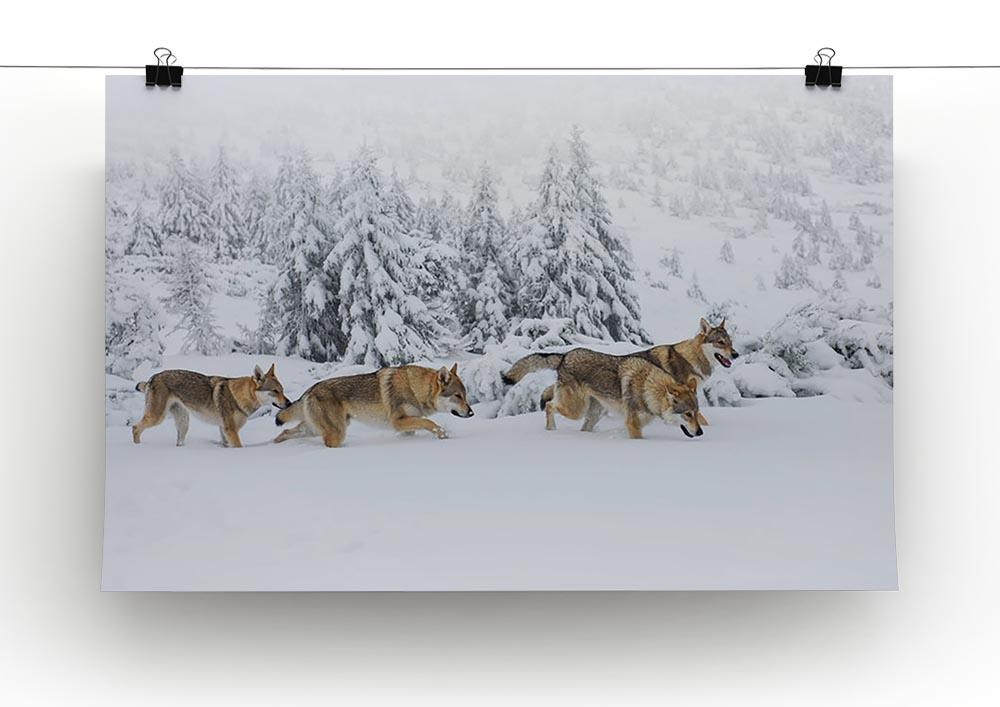 Four wolves in fresh snow in the mountains Canvas Print or Poster - Canvas Art Rocks - 2