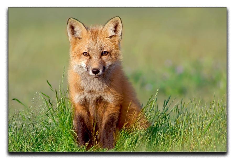 Fox Kit Canvas Print or Poster - Canvas Art Rocks - 1