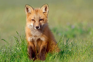 Fox Kit Wall Mural Wallpaper - Canvas Art Rocks - 1