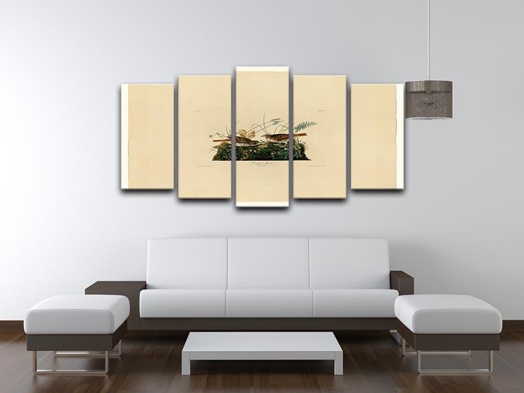 Fox coloured Sparrow by Audubon 5 Split Panel Canvas - Canvas Art Rocks - 3