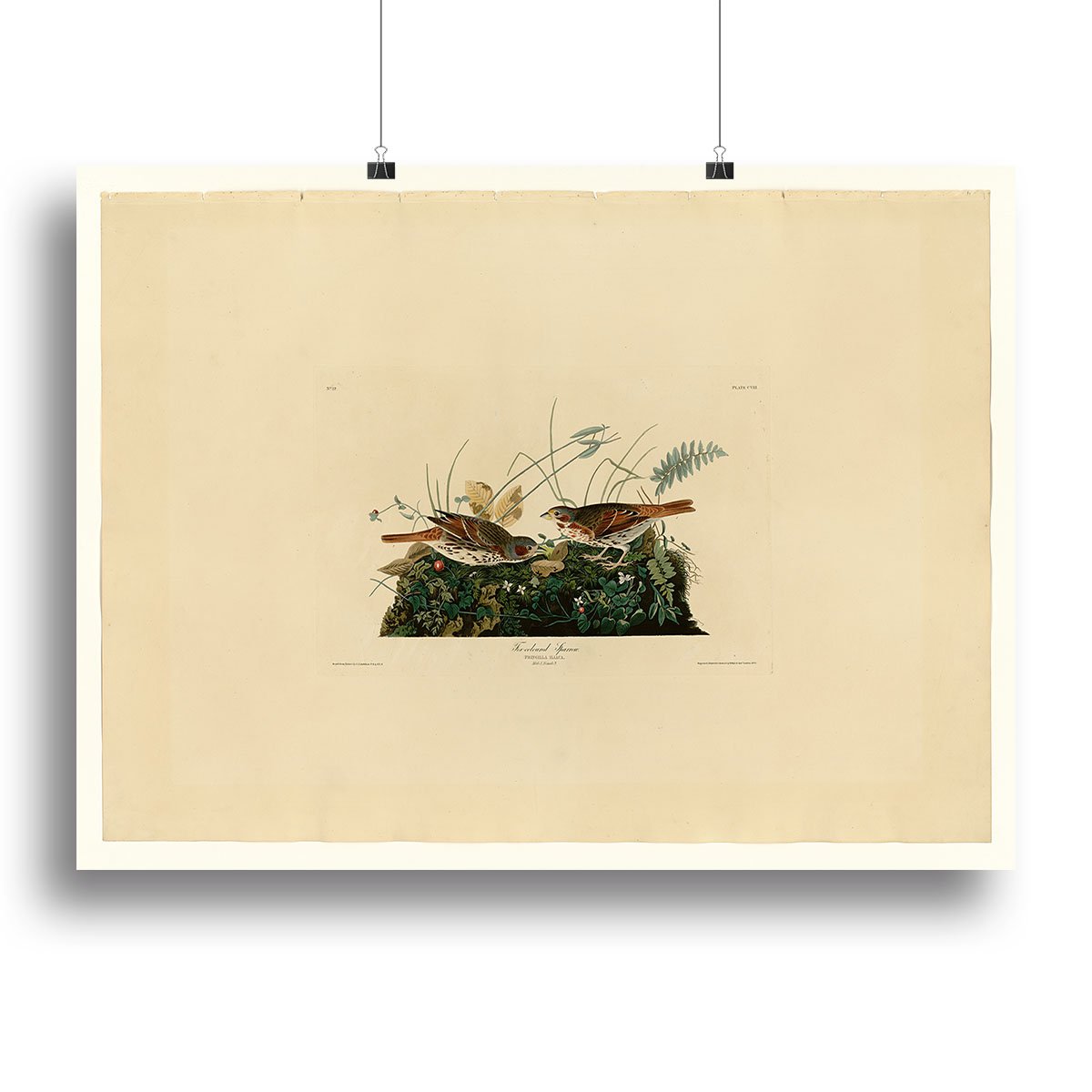 Fox coloured Sparrow by Audubon Canvas Print or Poster