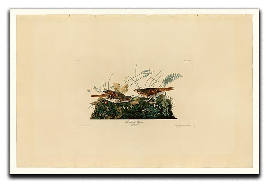 Fox coloured Sparrow by Audubon Canvas Print or Poster - Canvas Art Rocks - 1