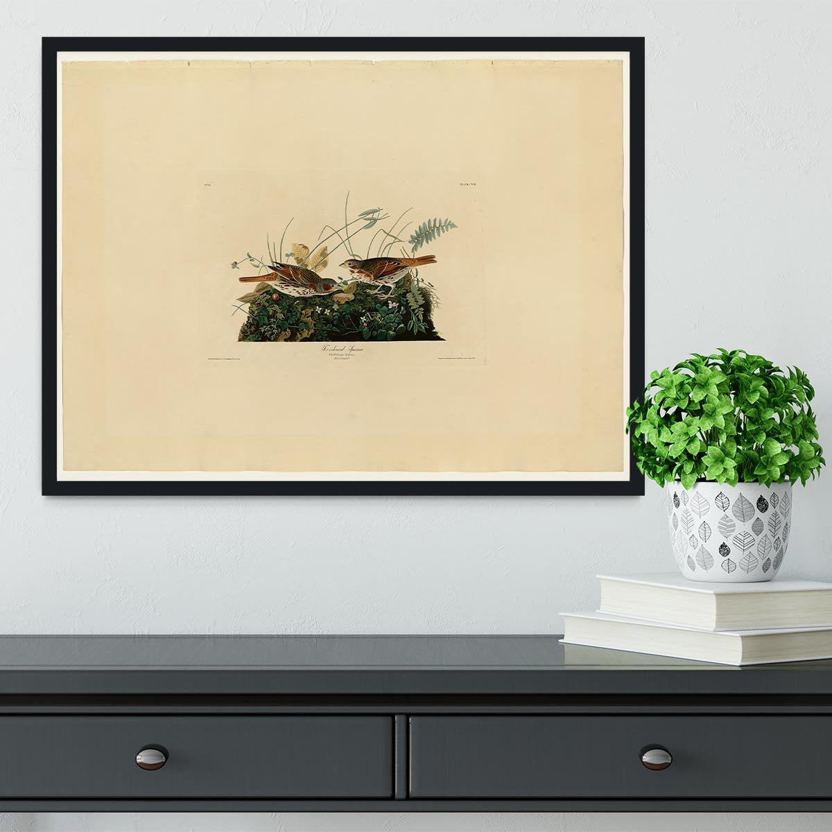 Fox coloured Sparrow by Audubon Framed Print - Canvas Art Rocks - 2