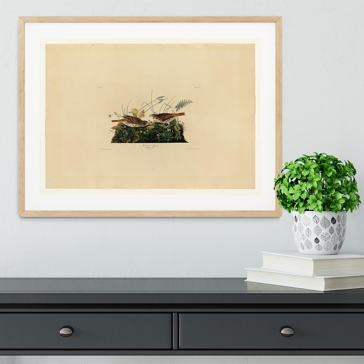 Fox coloured Sparrow by Audubon Framed Print - Canvas Art Rocks - 3