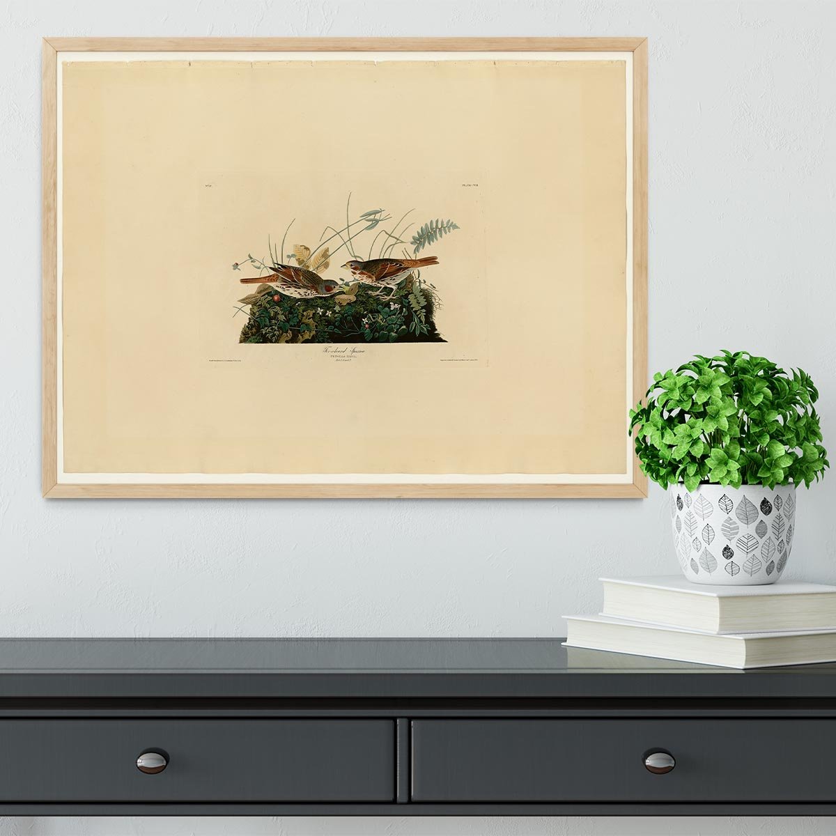 Fox coloured Sparrow by Audubon Framed Print - Canvas Art Rocks - 4