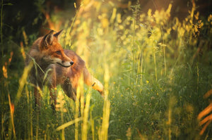 Fox on the summer forest Wall Mural Wallpaper - Canvas Art Rocks - 1