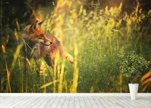 Fox on the summer forest Wall Mural Wallpaper - Canvas Art Rocks - 4