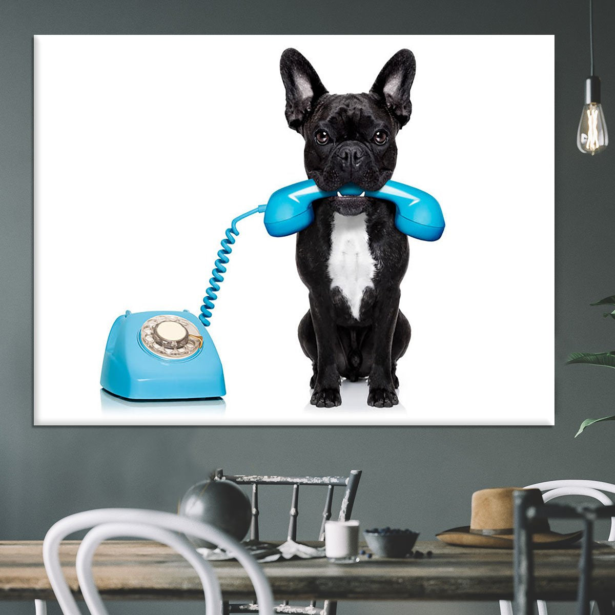 French bulldog dog on the phone or telephone in mouth Canvas Print or Poster