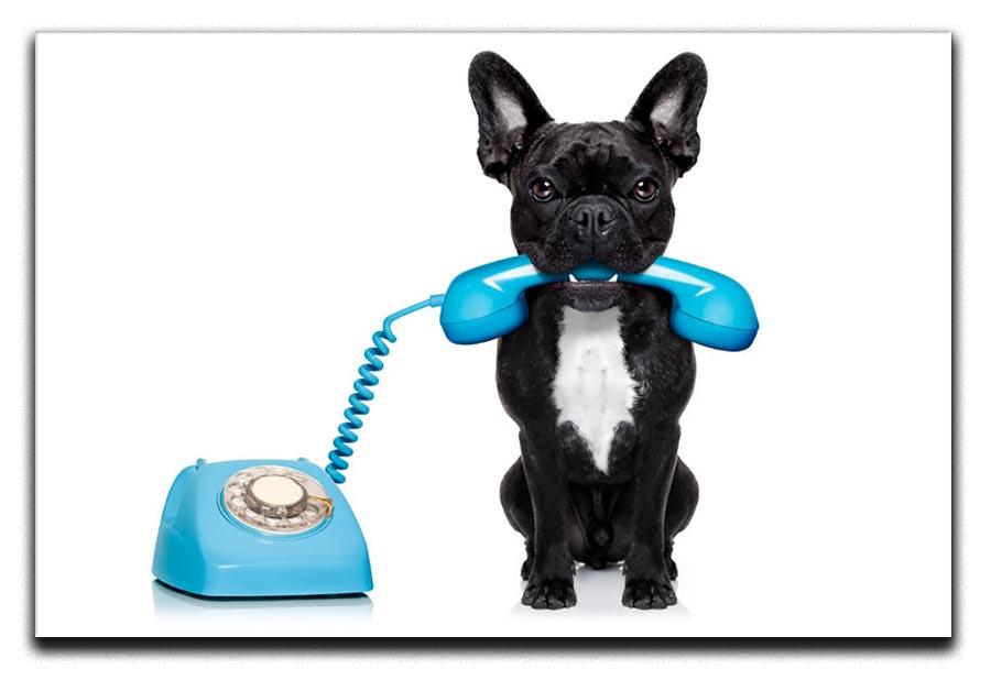 French bulldog dog on the phone or telephone in mouth Canvas Print or Poster - Canvas Art Rocks - 1