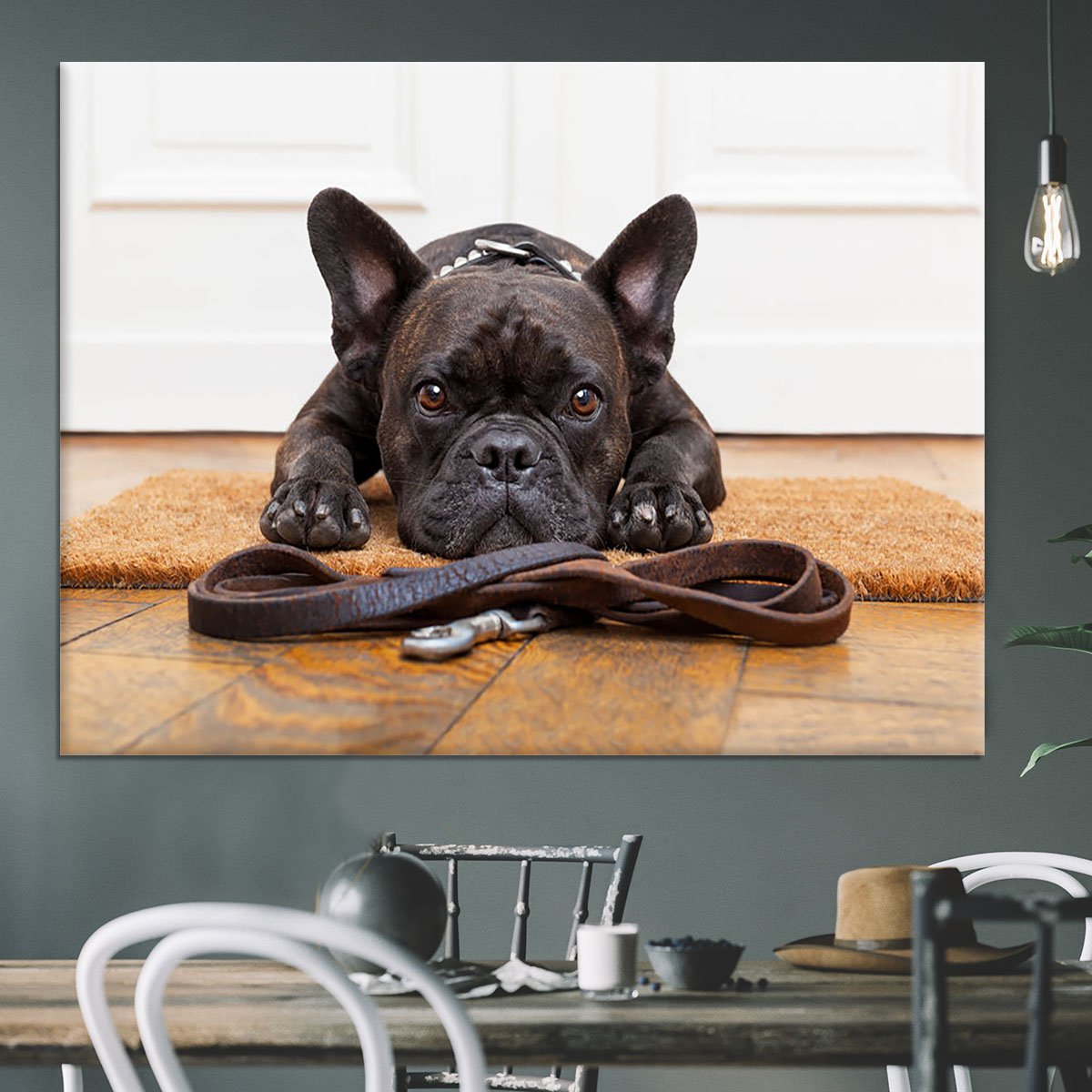 French bulldog dog waiting and begging to go for a walk with owner Canvas Print or Poster