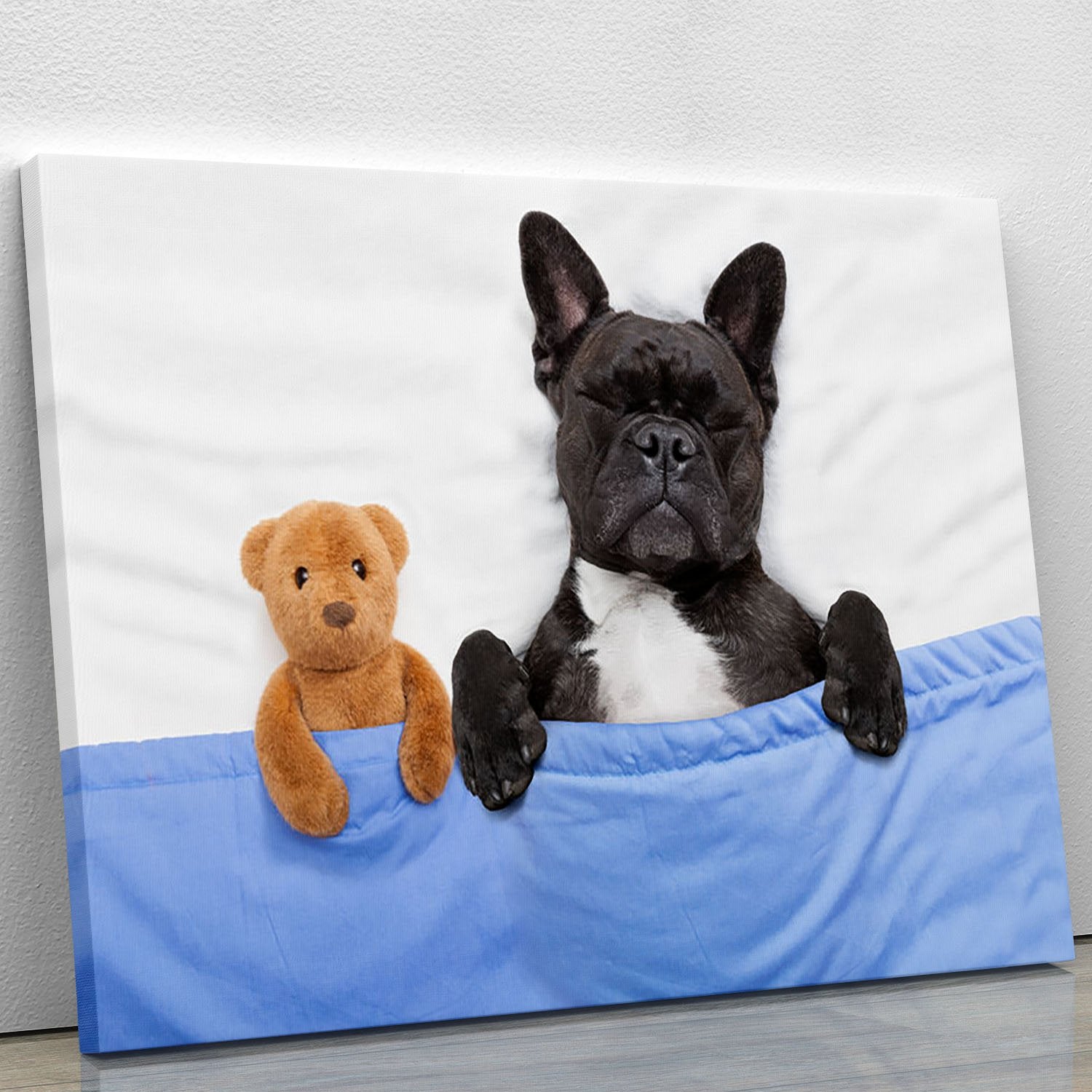 French bulldog dog with headache and hangover sleeping in bed Canvas Print or Poster