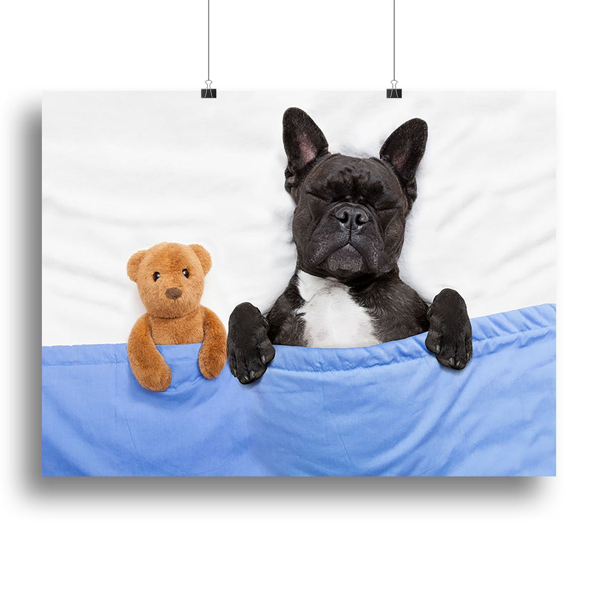 French bulldog dog with headache and hangover sleeping in bed Canvas Print or Poster