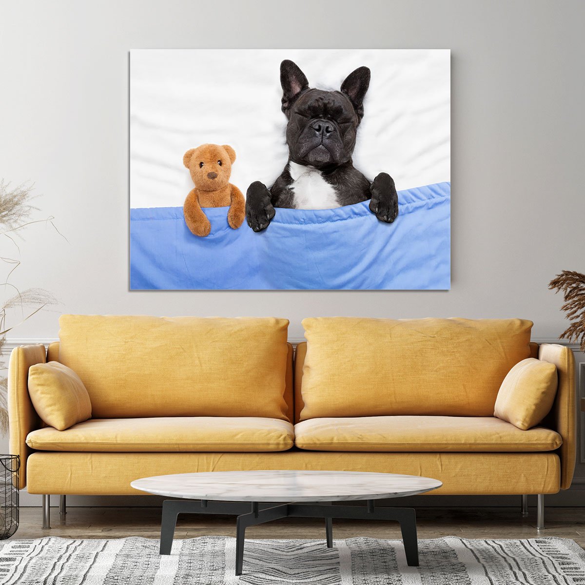 French bulldog dog with headache and hangover sleeping in bed Canvas Print or Poster