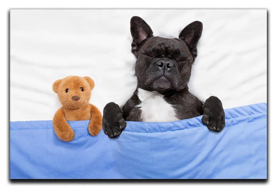 French bulldog dog with headache and hangover sleeping in bed Canvas Print or Poster - Canvas Art Rocks - 1