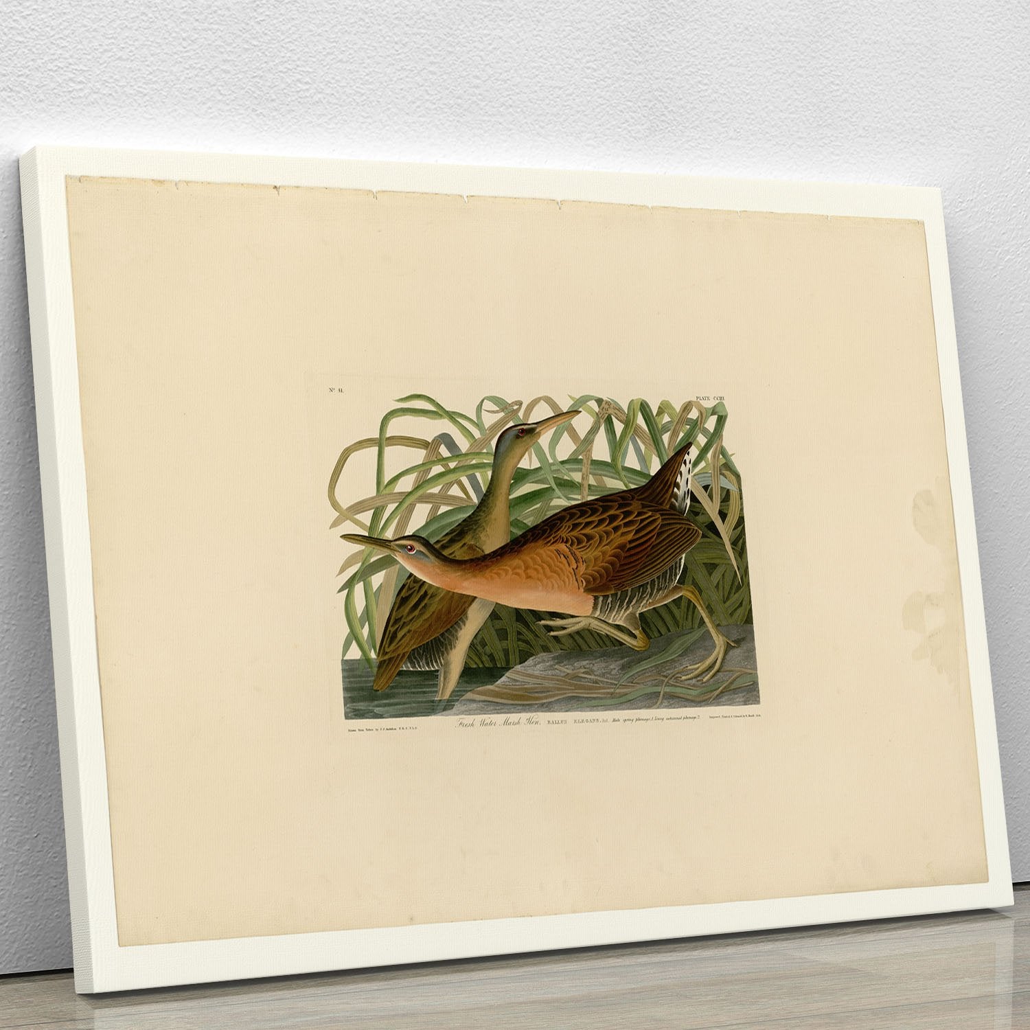 Fresh Water Marsh Hen by Audubon Canvas Print or Poster