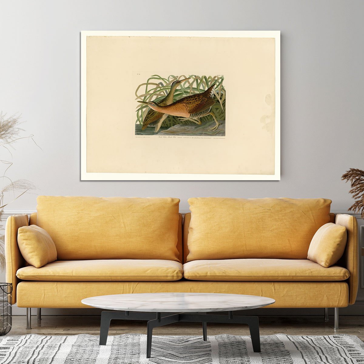 Fresh Water Marsh Hen by Audubon Canvas Print or Poster