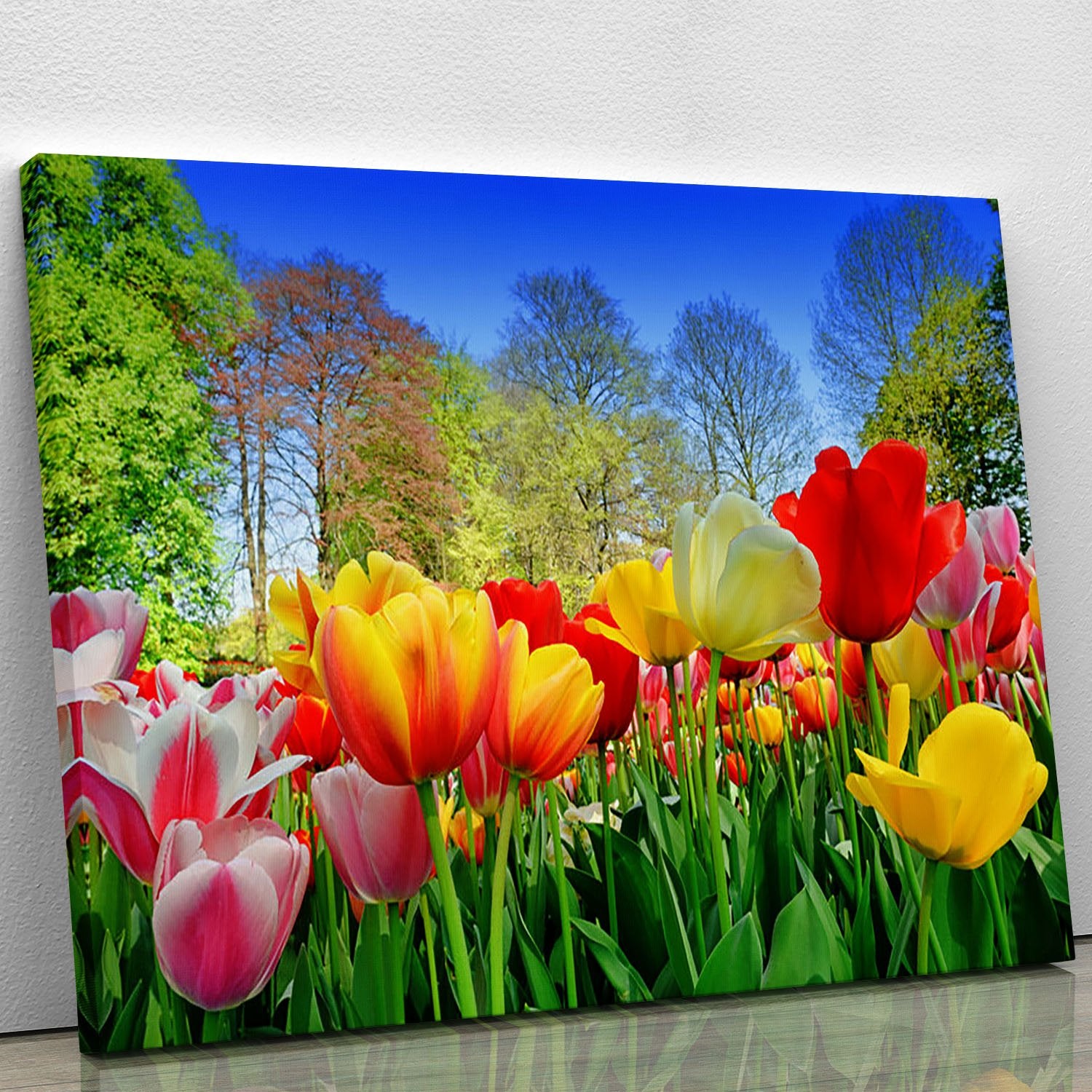 Fresh multicolored tulips in a spring park Canvas Print or Poster