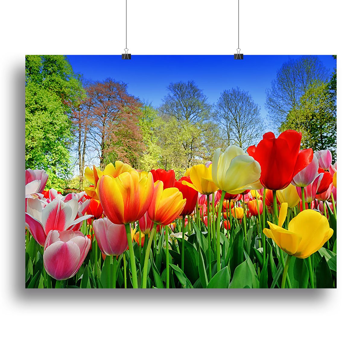 Fresh multicolored tulips in a spring park Canvas Print or Poster