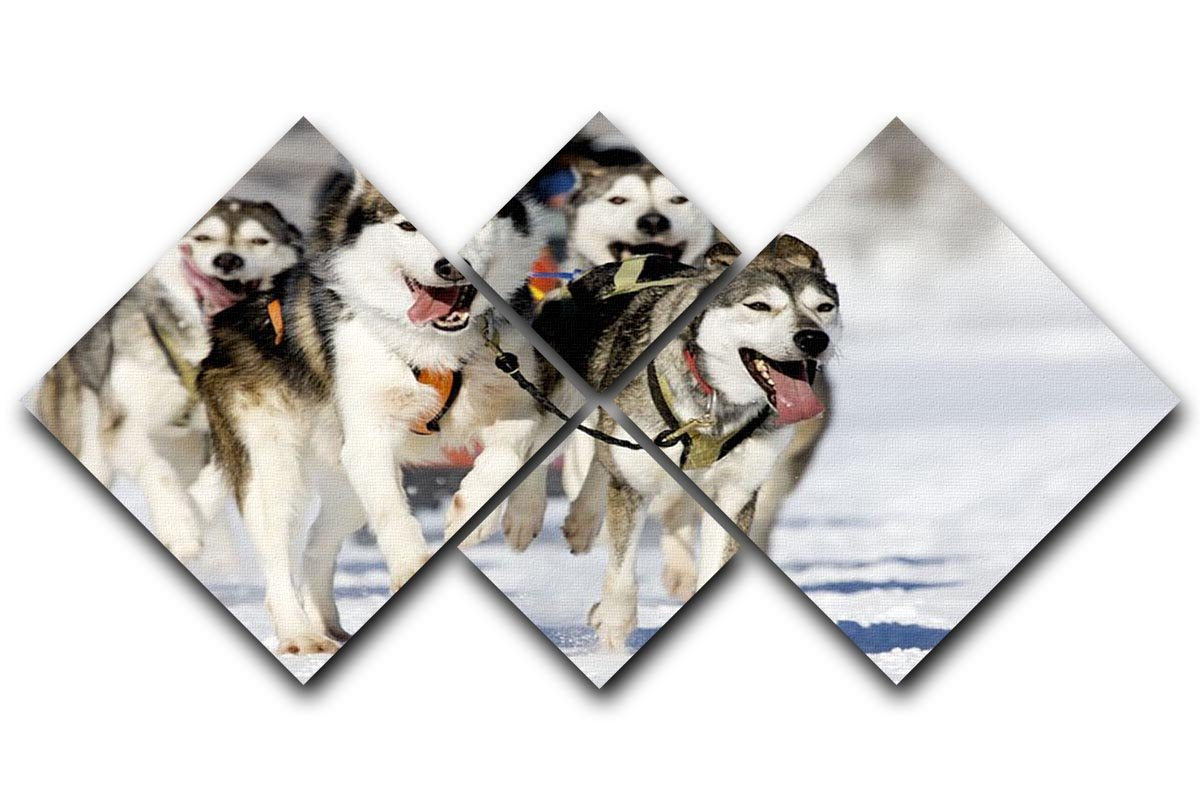 Front view at four siberian huskys 4 Square Multi Panel Canvas - Canvas Art Rocks - 1