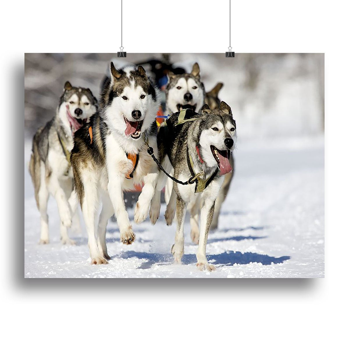Front view at four siberian huskys Canvas Print or Poster