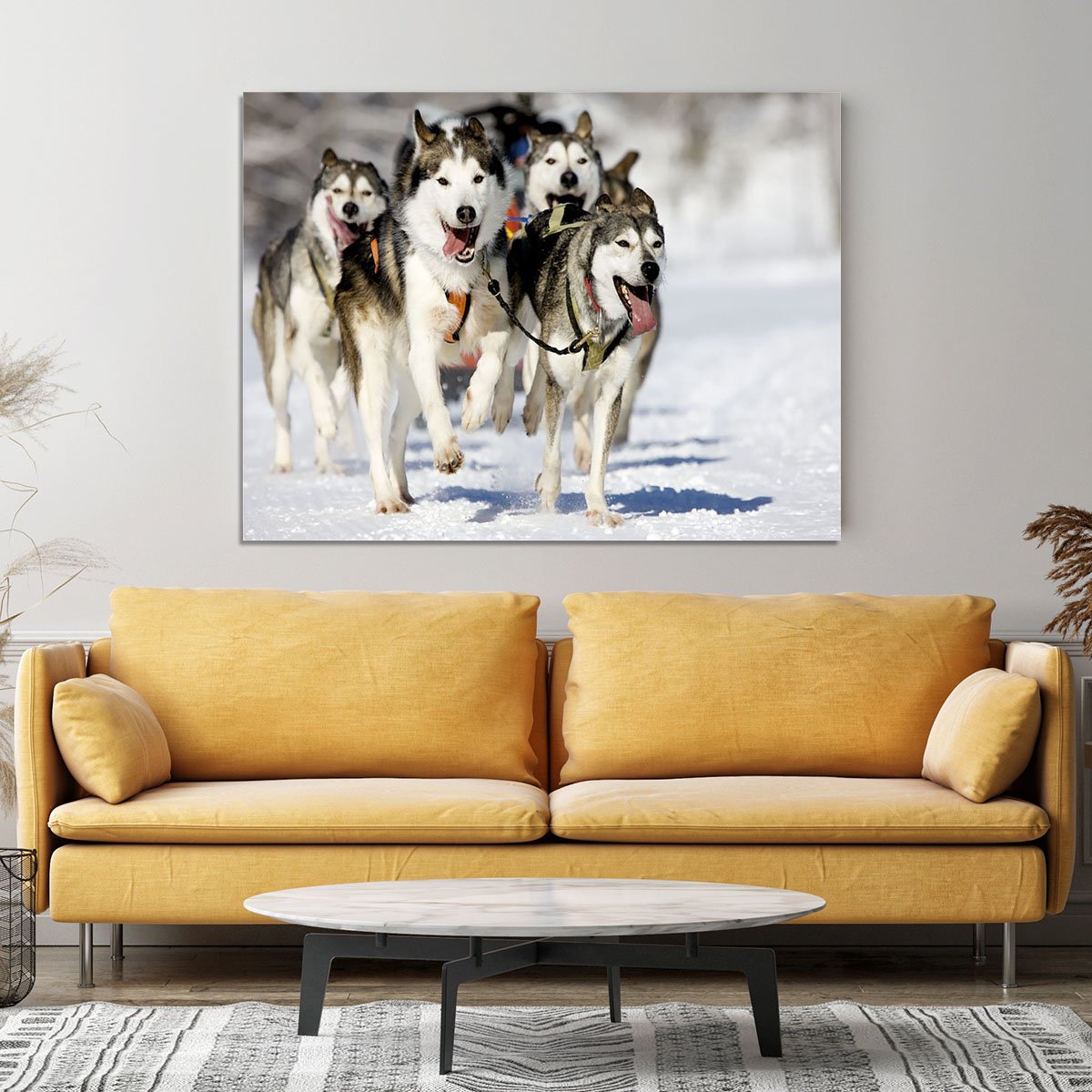 Front view at four siberian huskys Canvas Print or Poster