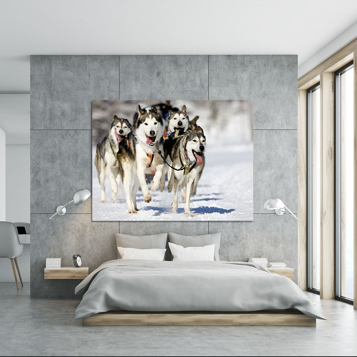 Front view at four siberian huskys Canvas Print or Poster