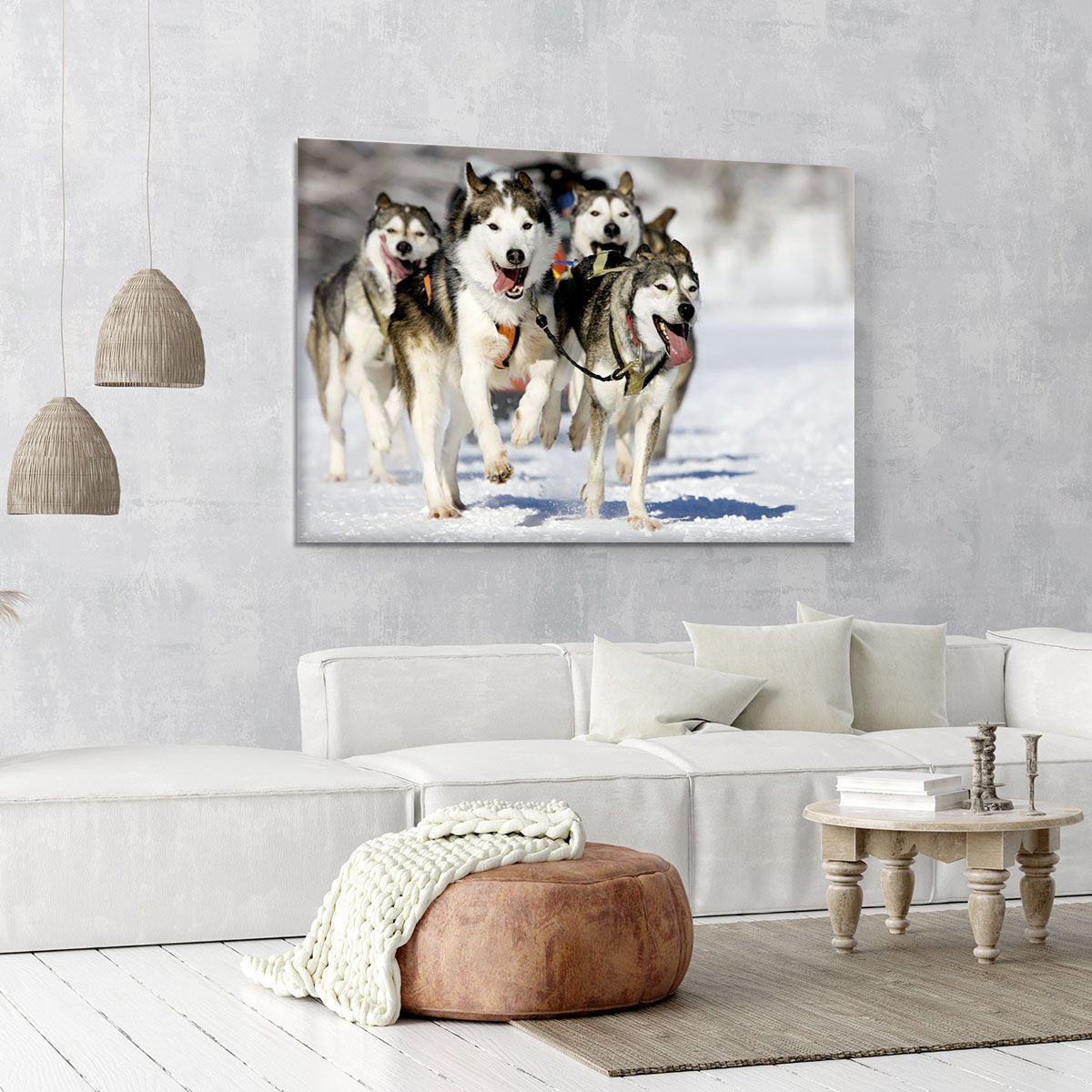 Front view at four siberian huskys Canvas Print or Poster