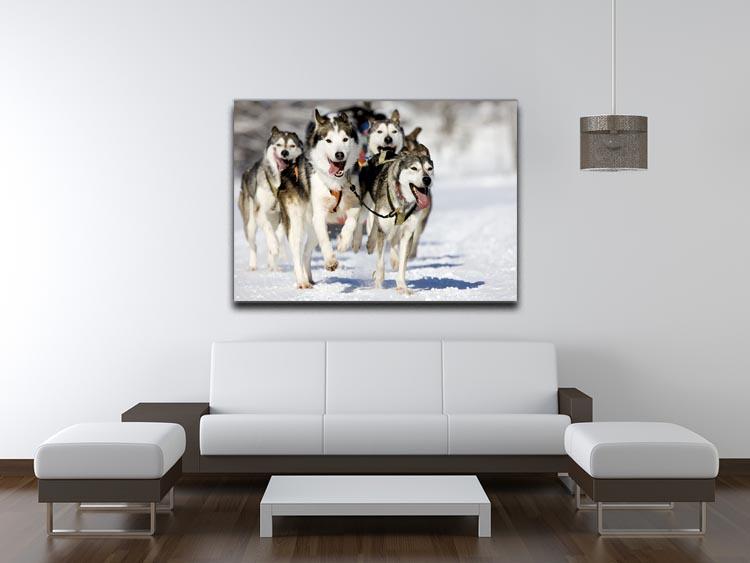 Front view at four siberian huskys Canvas Print or Poster - Canvas Art Rocks - 4