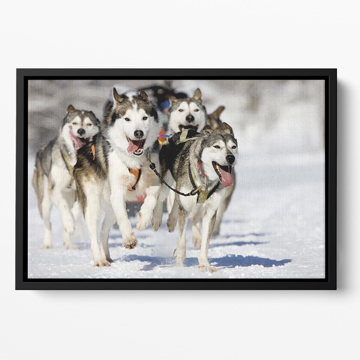 Front view at four siberian huskys Floating Framed Canvas - Canvas Art Rocks - 2