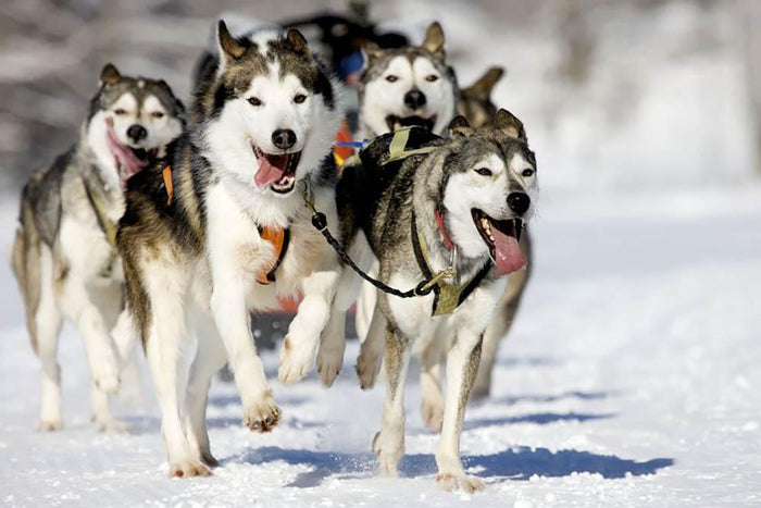 Front view at four siberian huskys Wall Mural Wallpaper
